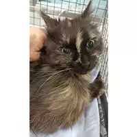 Foto dell\'animale gatto - Matr. 2023/0590 - Microchip 380260044750464