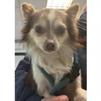 Foto dell\'animale cane - Matr. 2023/0591 - Microchip 380260044750427