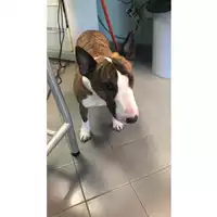 Foto dell\'animale cane - Matr. 2023/0593 - Microchip 380260004513123
