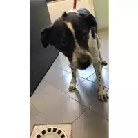 Foto dell\'animale cane - Matr. 2023/0599 - Microchip 380260044732734