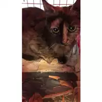 Foto dell\'animale gatto - Matr. 2023/0597 - Microchip 380260044932392