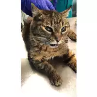 Foto dell\'animale gatto - Matr. 2023/0596 - Microchip 380260044732271