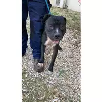 Foto dell\'animale cane - Matr. 2021/0767  - Microchip 380260101246380