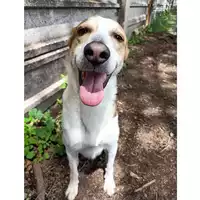 Foto dell\'animale cane - Matr. 2023/0363 - Microchip 380260043757075