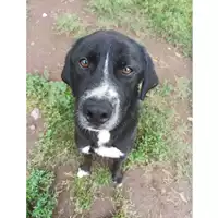 Foto dell\'animale cane - Matr. 2023/0076 - Microchip 380260044732493