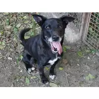 Foto dell\'animale cane - Matr. 2022/1096 - Microchip 380260101644444