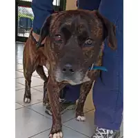 Foto dell\'animale cane - Matr. 2023/0603 - Microchip 380260043546310
