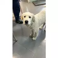 Foto dell\'animale cane - Matr. 2023/0605 - Microchip 380260044733164