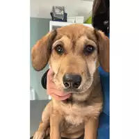 Foto dell\'animale cane - Matr. 2023/0606 - Microchip 380260044733148
