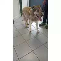 Foto dell\'animale cane - Matr. 2023/0608 - Microchip 380260000964489