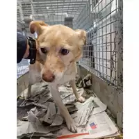 Foto dell\'animale cane - Matr. 2019/0574 - Microchip 380260043869755