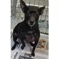 Foto dell\'animale cane - Matr. 2023/0611 - Microchip 380260102336227