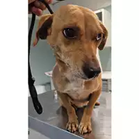 Foto dell\'animale cane - Matr. 2023/0622 - Microchip 380260044732207