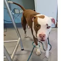Foto dell\'animale cane - Matr. 2023/0625 - Microchip 380260044732765