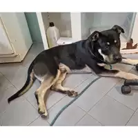 Foto dell\'animale cane - Matr. 2023/0626 - Microchip 380260044732915