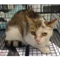 Foto dell\'animale gatto - Matr. 2017/1216 - Microchip 380260043258930