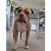 Foto dell\'animale cane - Matr. 2023/0627 - Microchip 380260044748205