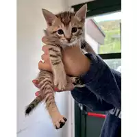 Foto dell\'animale gatto - Matr. 2023/0629 - Microchip 380260044931847