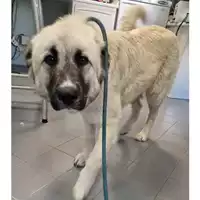 Foto dell\'animale cane - Matr. 2023/0630 - Microchip 380260059031158