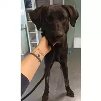 Foto dell\'animale cane - Matr. 2023/0636 - Microchip 380260044931558