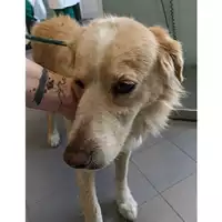 Foto dell\'animale cane - Matr. 2023/0638 - Microchip 380260040799710