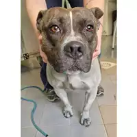 Foto dell\'animale cane - Matr. 2023/0640 - Microchip 380260102465736