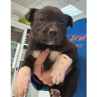 Foto dell\'animale cane - Matr. 2023/0643 - Microchip 380260044929588
