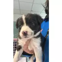Foto dell\'animale cane - Matr. 2023/0644 - Microchip 380260044927142