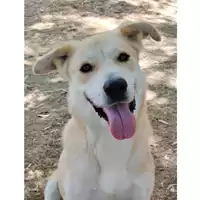 Foto dell\'animale cane - Matr. 2022/1753 - Microchip 380260044732700
