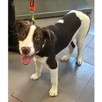 Foto dell\'animale cane - Matr. 2023/0655 - Microchip 380260044929506