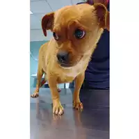 Foto dell\'animale cane - Matr. 2023/0662 - Microchip 380260044929416