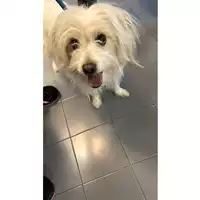 cane - Matr. 2023/0666 - Microchip 380260044927059