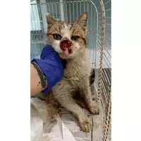 Foto dell\'animale gatto - Matr. 2023/0667 - Microchip 380260044929970