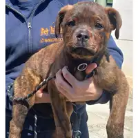 Foto dell\'animale cane - Matr. 2023/0668 - Microchip 380260044927145
