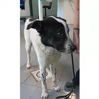 Foto dell\'animale cane - Matr. 2023/0670 - Microchip 380260044927304