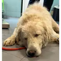 Foto dell\'animale cane - Matr. 2023/0676 - Microchip 380260044930300