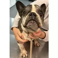 Foto dell\'animale cane - Matr. 2023/0677 - Microchip 380260002136251