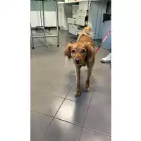 Foto dell\'animale cane - Matr. 2023/0679 - Microchip 380260101820331