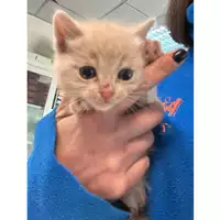 Foto dell\'animale gatto - Matr. 2023/0689 - Microchip 380260044930011