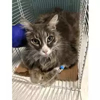 Foto dell\'animale gatto - Matr. 2022/0900 - Microchip 380260044551303