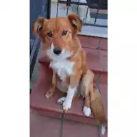 Foto dell\'animale cane - Matr. 2023/0695 - Microchip 380260044750285