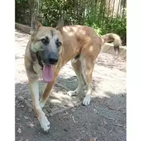 Foto dell\'animale cane - Matr. 2022/2247 - Microchip 380260044750103