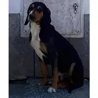 cane - Matr. 2023/0696 - Microchip 380260044926932