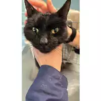 Foto dell\'animale gatto - Matr. 2023/0699 - Microchip 380260044931705