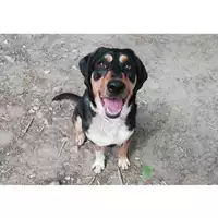 Foto dell\'animale cane - Matr. 2020/0529 - Microchip 380260043769806
