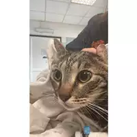 gatto - Matr. 2023/0704 - Microchip 380260044931716
