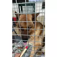 Foto dell\'animale cane - Matr. 2023/0707 - Microchip 380260002319681