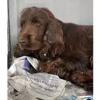 Foto dell\'animale cane - Matr. 2023/0708 - Microchip 380260101858804