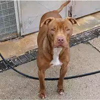 Foto dell\'animale cane - Matr. 2023/0709 - Microchip 380260044751164