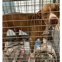 Foto dell\'animale cane - Matr. 2023/0710 - Microchip 380260044750824